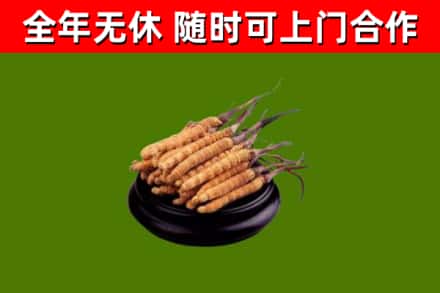 罗甸县回收冬虫夏草